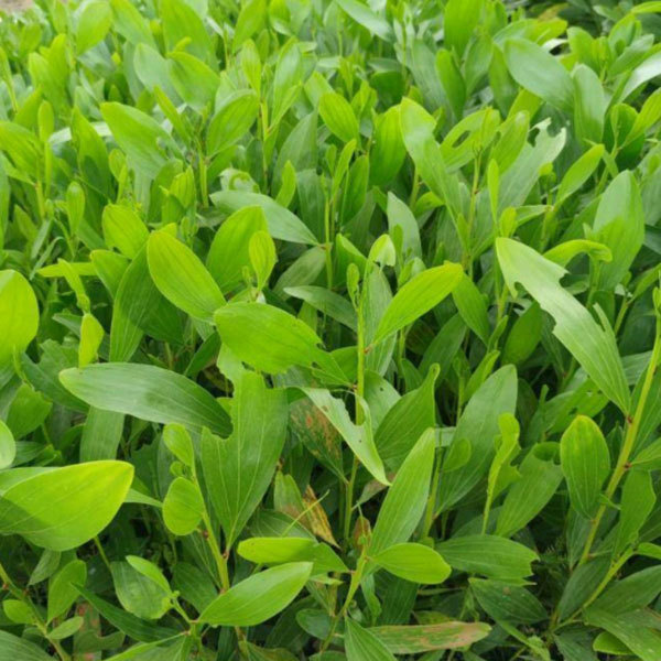 Acacia auriculiformis seeds/Acacia mangium seeds 1kg