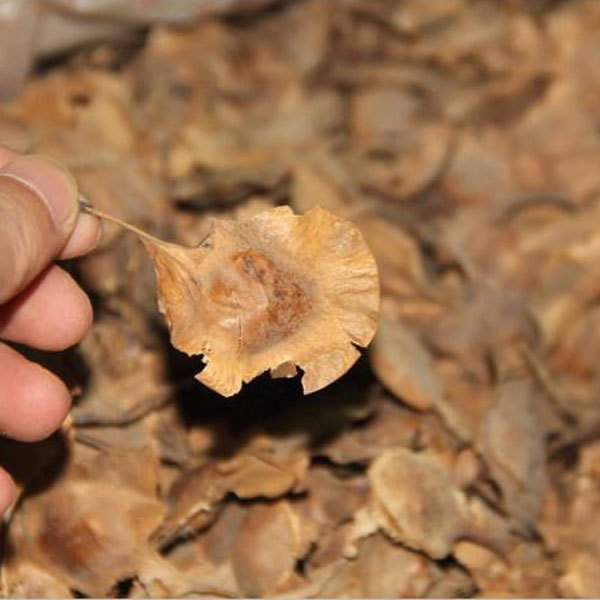 Red sandalwood/Rosewood seeds 1kg