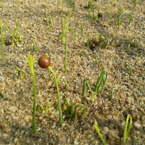 Santalum album/White sandalwood/Indian sandalwood seeds 1kg