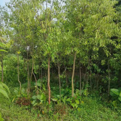 Santalum album/White sandalwood/Indian sandalwood seeds 1kg