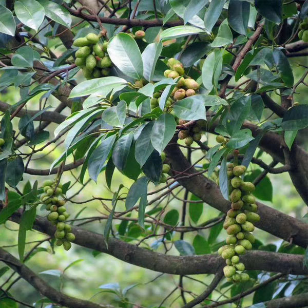 Michelia chapensis/Mchapensis seeds 1kg