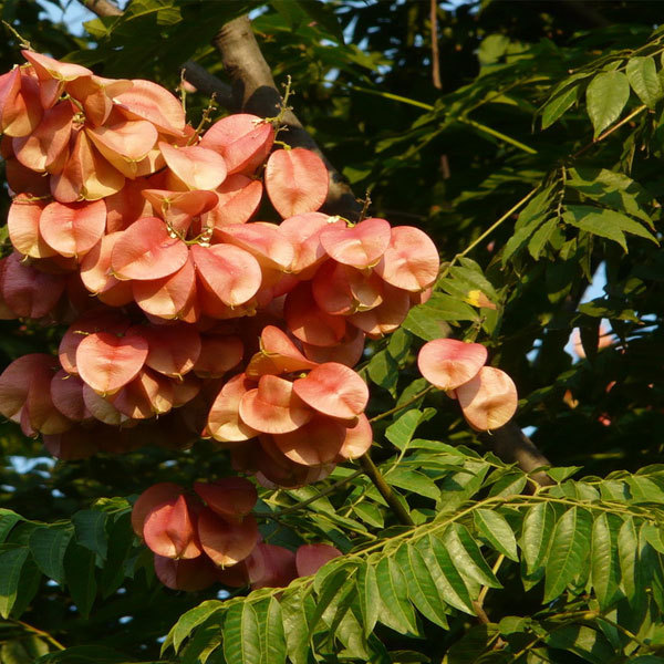 Koelreuteria paniculata seeds/Goldenrain tree seeds 1kg