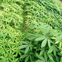 Aesculus chinensis/Horse Chestnut/Buckeyes seeds 1kg