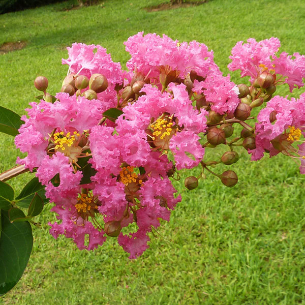 Lagerstroemia indica/crape myrtle seeds 1kg