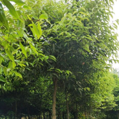 Cinnamomum japonicum/Cinnamomum pedunculatum seeds 1kg