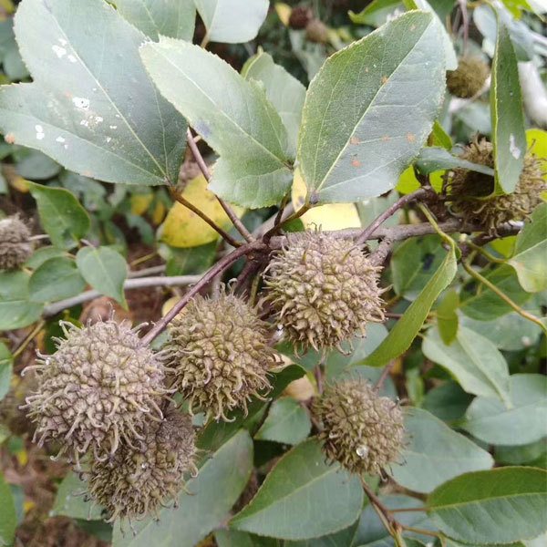 Semiliquidambar cathayensis/Pterospermum heterophyllum seeds 1kg