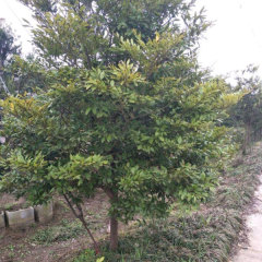 Distylium racemosum seeds/Distylium myricoides seeds 1kg