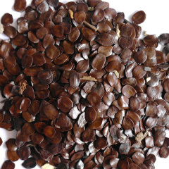 Cassia siamea/Siamese senna seeds 1kg