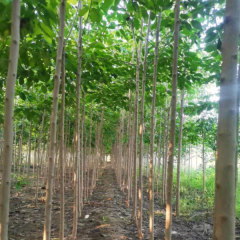 Eucommia ulmoides/Eucommia seeds 1kg