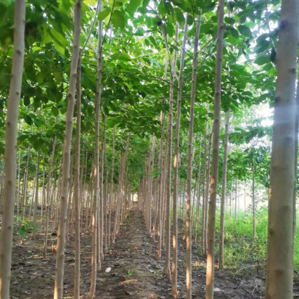 Eucommia ulmoides/Eucommia seeds 1kg