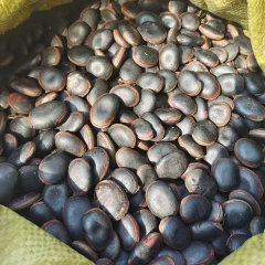 Mucuna sempervirens seeds/Mucuna seeds 1kg