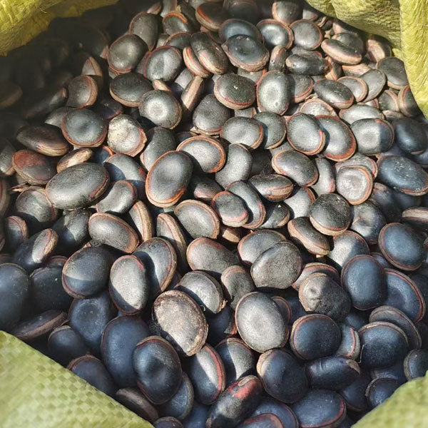 Mucuna sempervirens seeds/Mucuna seeds 1kg