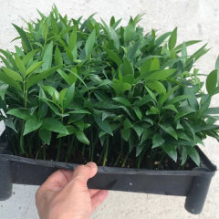 Nageia nagi seeds/Podocarpus Nagi seeds 1kg