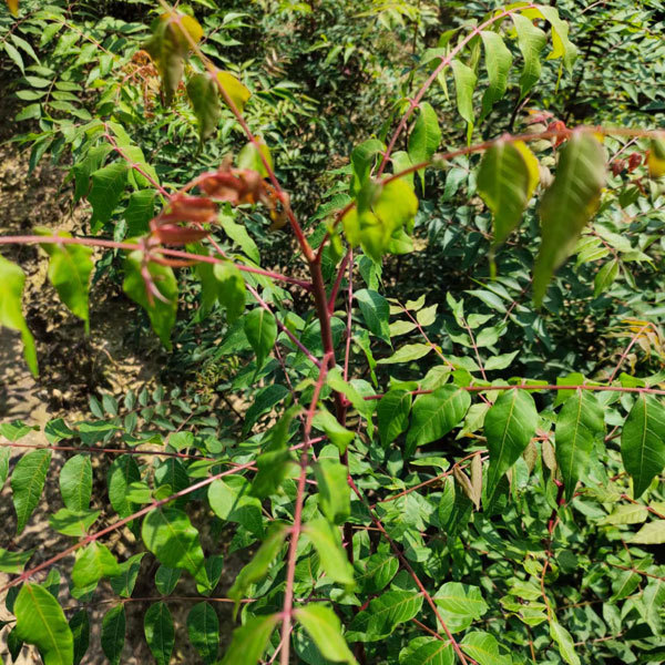 Pistacia chinensis/Pistacia seeds 1kg