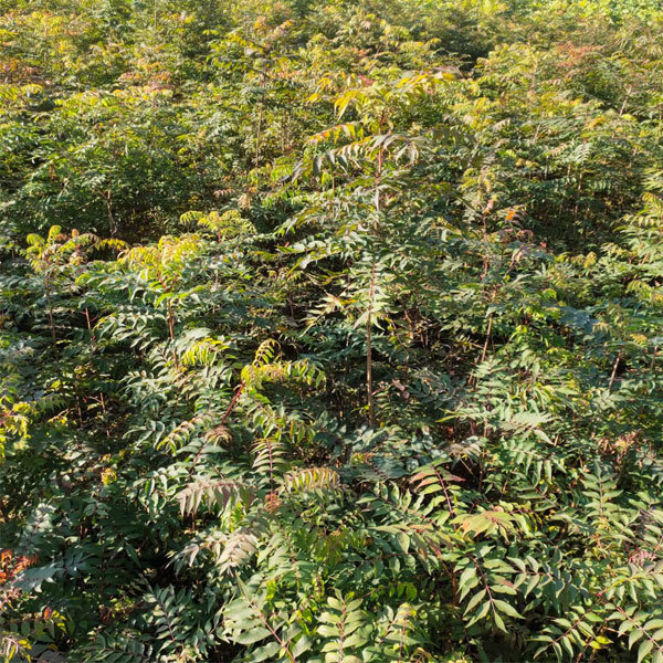 Pistacia chinensis/Pistacia seeds 1kg