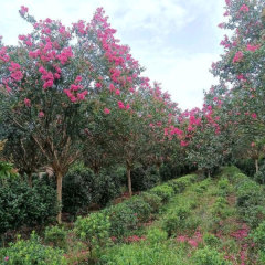 Lagerstroemia indica/crape myrtle seeds 1kg