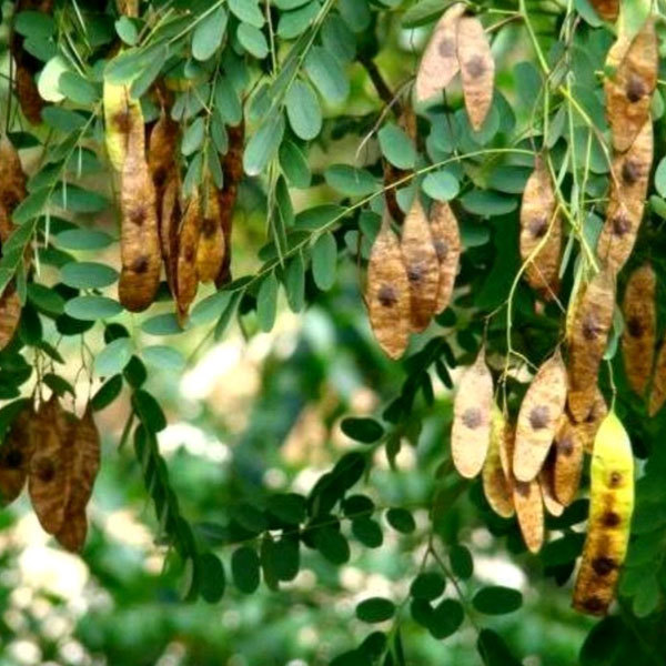 Dalbergia balansae seeds 1kg