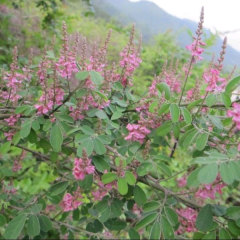 Indigofera pseudotinctoria Matsum seeds 1kg