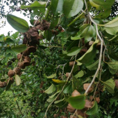 Paliurus ramosissimus seeds/Branchy Paliurus seeds