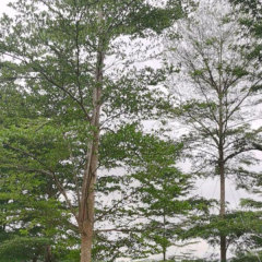 Terminalia mantaly seeds/Madagascar Almond seeds 1kg