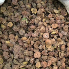 Paliurus ramosissimus seeds/Branchy Paliurus seeds