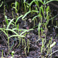 Dodonaea viscosa seeds/Hopbush seeds 1kg