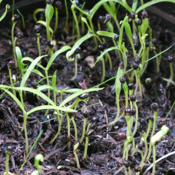 Dodonaea viscosa seeds/Hopbush seeds 1kg