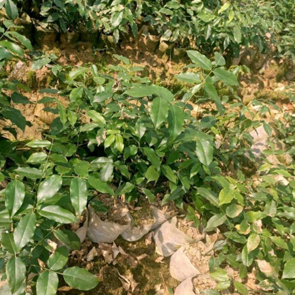 Cyclobalanopsis glauca seeds/Cyclobalanopsis oak seeds 1kg