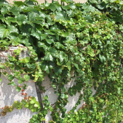 Boston ivy/Japanese creeper seeds 1kg