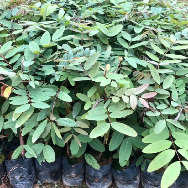 Cassia siamea/Siamese senna seeds 1kg