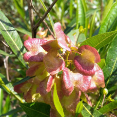 Dodonaea viscosa seeds/Hopbush seeds 1kg