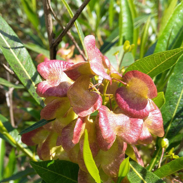 Dodonaea viscosa seeds/Hopbush seeds 1kg