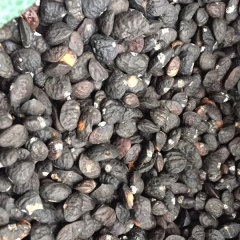 Michelia chapensis/Mchapensis seeds 1kg