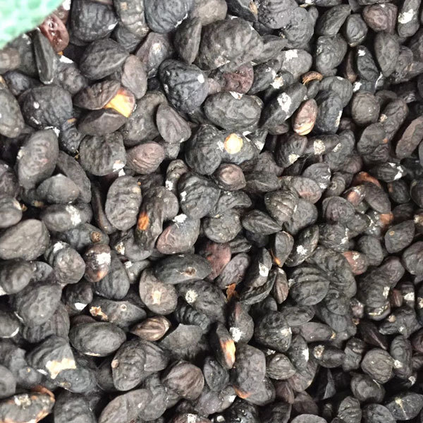 Michelia chapensis/Mchapensis seeds 1kg