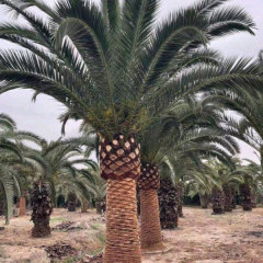Phoenix canariensis seeds