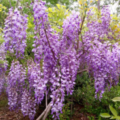 Wisteria seeds/Wisteria sinensis seeds 1kg