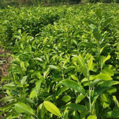 Michelia maudiae seeds 1kg