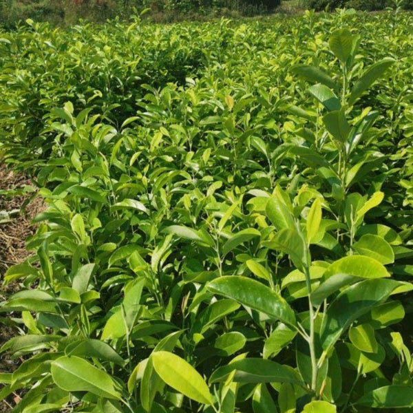 Michelia maudiae seeds 1kg