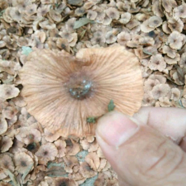 Cyclocarya paliurus seeds/Cylocarya seeds 1kg