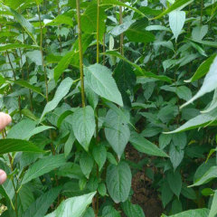 Eucommia ulmoides/Eucommia seeds 1kg