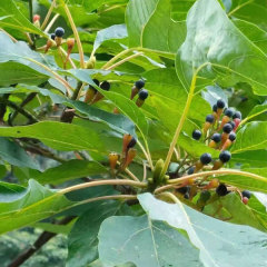 Sassafras/Sassafras tzumu/Chinese Sassafras seeds 1kg