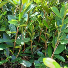 Distylium racemosum seeds/Distylium myricoides seeds 1kg