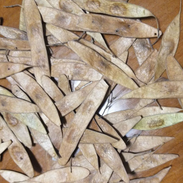 Dalbergia balansae seeds 1kg