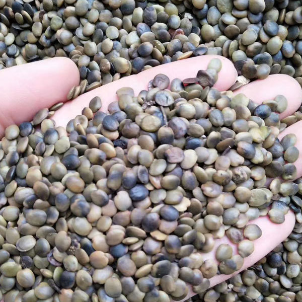 Cercis chinensis/Chinese redbud seeds 1kg