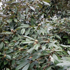 Cyclobalanopsis glauca seeds/Cyclobalanopsis oak seeds 1kg