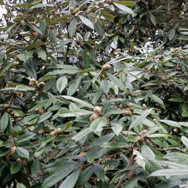 Cyclobalanopsis glauca seeds/Cyclobalanopsis oak seeds 1kg