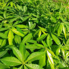 Pachira aquatica seeds/Pachira macrocarpa seeds 1kg