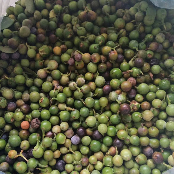 Nageia nagi seeds/Podocarpus Nagi seeds 1kg