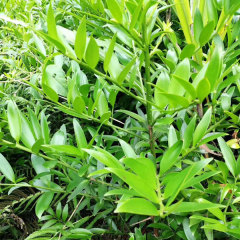 Nageia nagi seeds/Podocarpus Nagi seeds 1kg