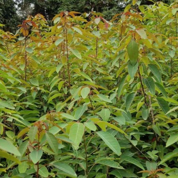 Sapium discolor seeds
